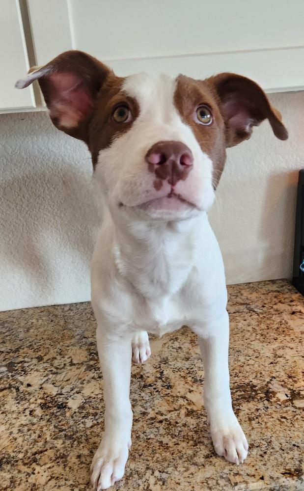 Enlarge Tally, a Adoptable mixed breed image 3/6