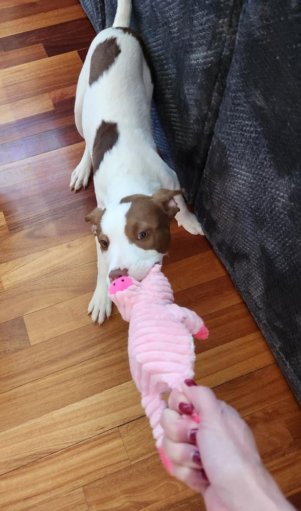 Enlarge Tally, a Adoptable mixed breed image 5/6