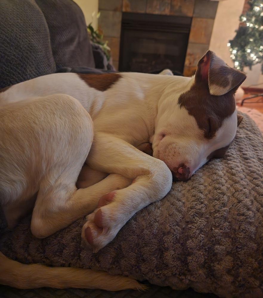 Enlarge Tally, a Adoptable mixed breed image 6/6