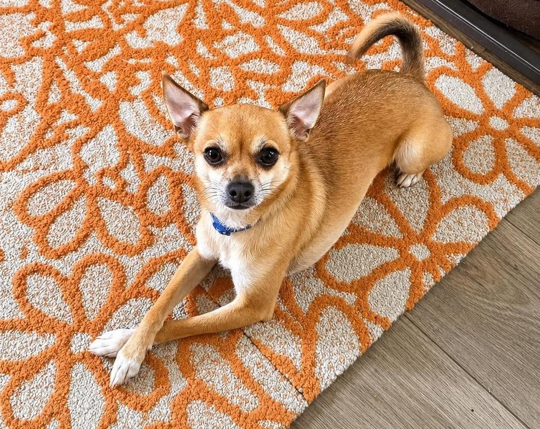 Bean, ADOPTABLE, Young Male Chihuahua & Shiba Inu.