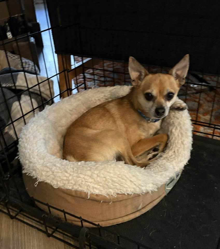 Bean, a ADOPTABLE mixed breed in East Point, GA image 3/4