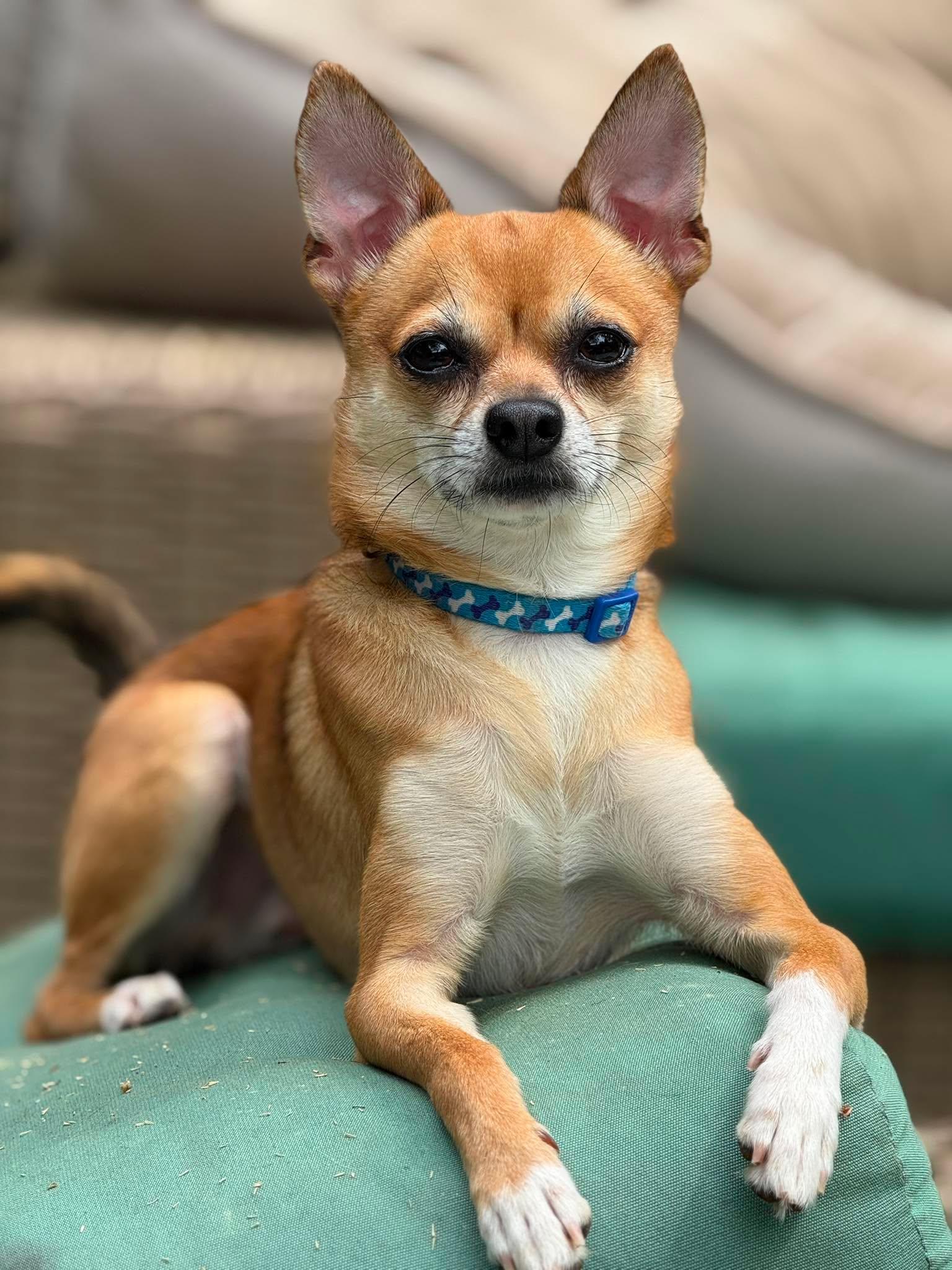 Bean, ADOPTABLE, Young Male Chihuahua & Shiba Inu.
