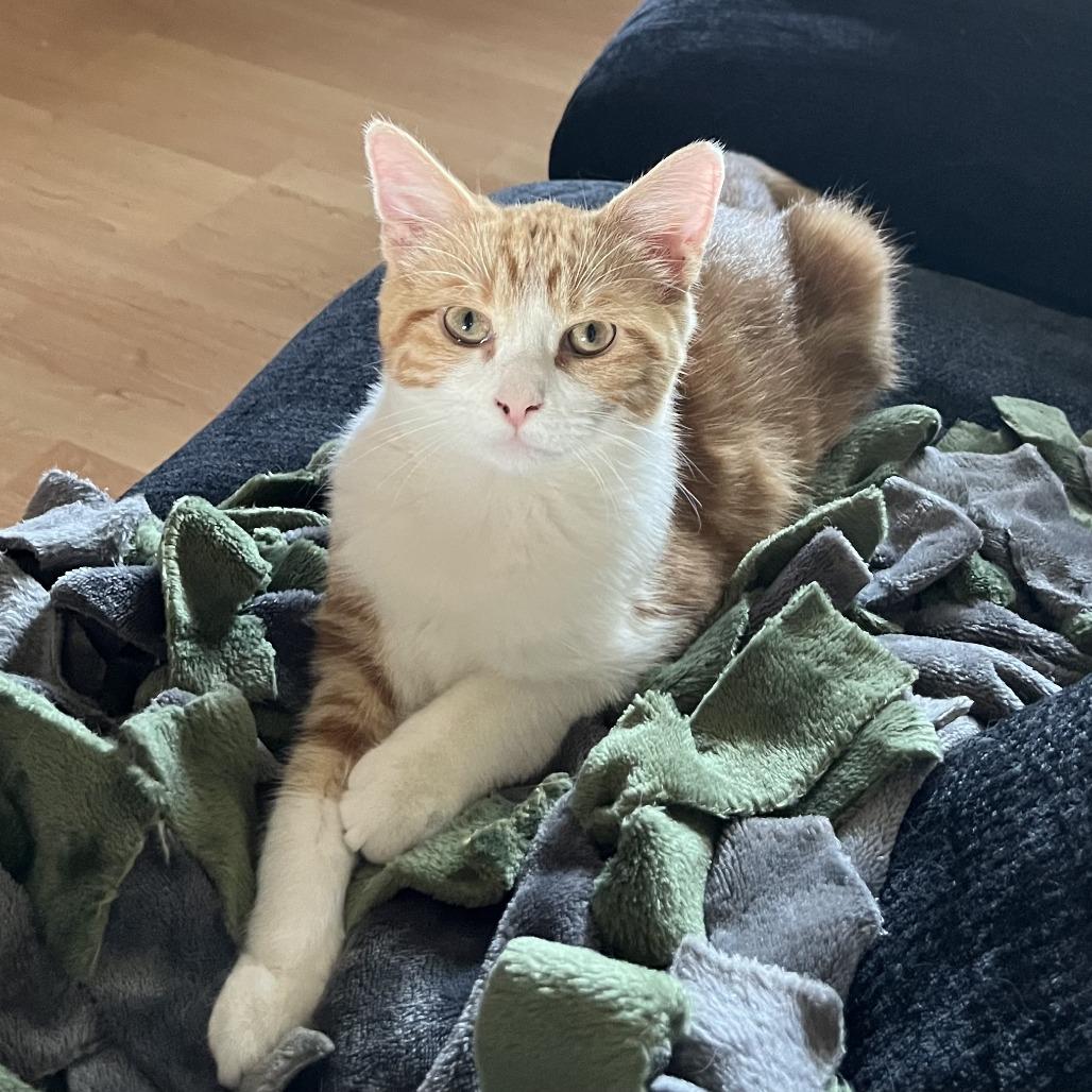 Watts (Wyatt), Adoptable, Kitten Male Domestic Short Hair & Domestic Short Hair.