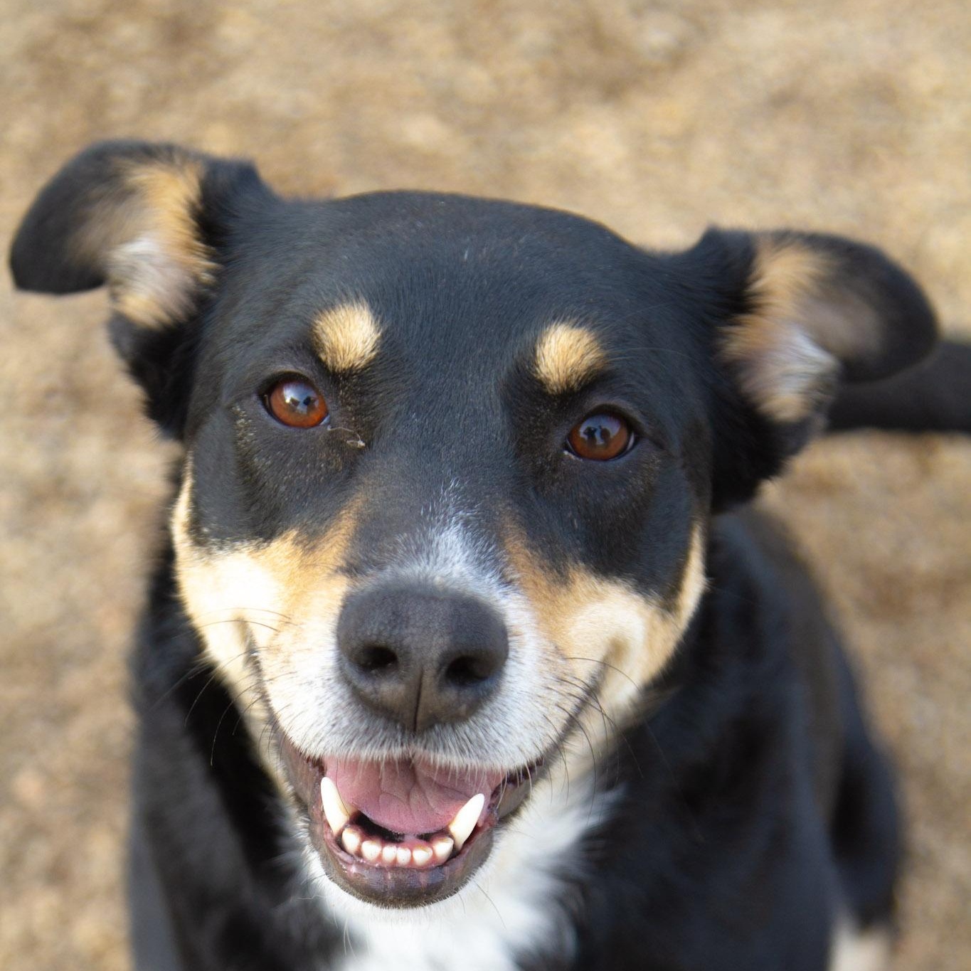 Enlarge Ginger - In Foster, a ADOPTABLE mixed breed in Rapid City, SD image 2/5