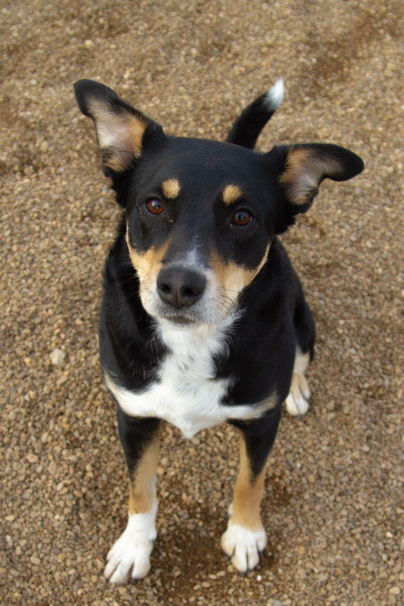 Enlarge Ginger - In Foster, a ADOPTABLE mixed breed in Rapid City, SD image 5/5