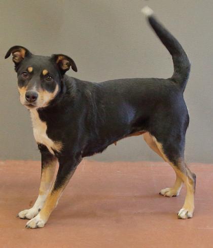 Enlarge Ginger - In Foster, a ADOPTABLE mixed breed in Rapid City, SD image 4/5