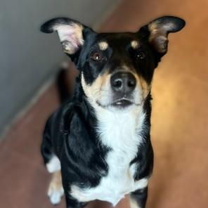 Ginger - In Foster — thumbnail 4