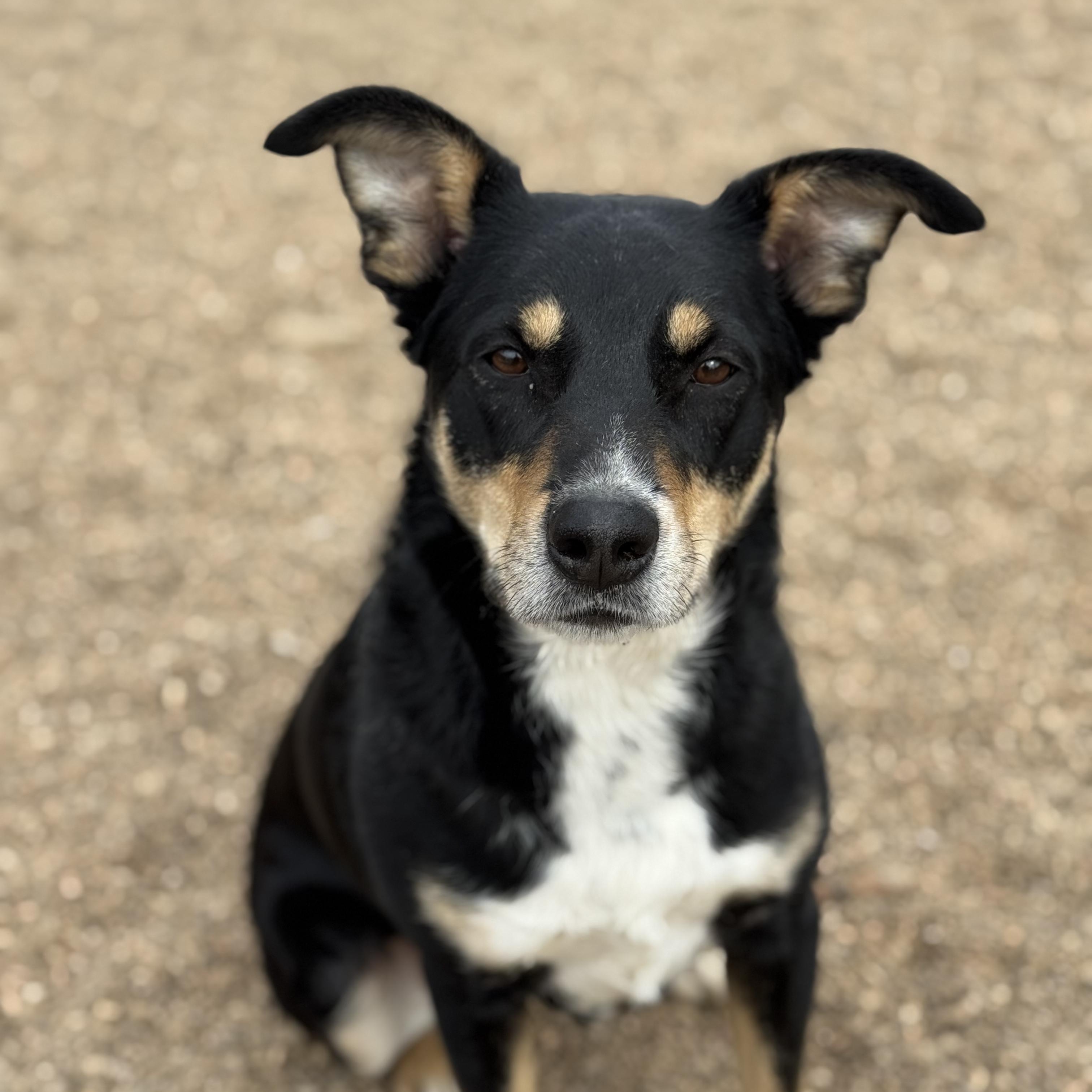 Ginger, ADOPTABLE, Adult Female Shepherd.