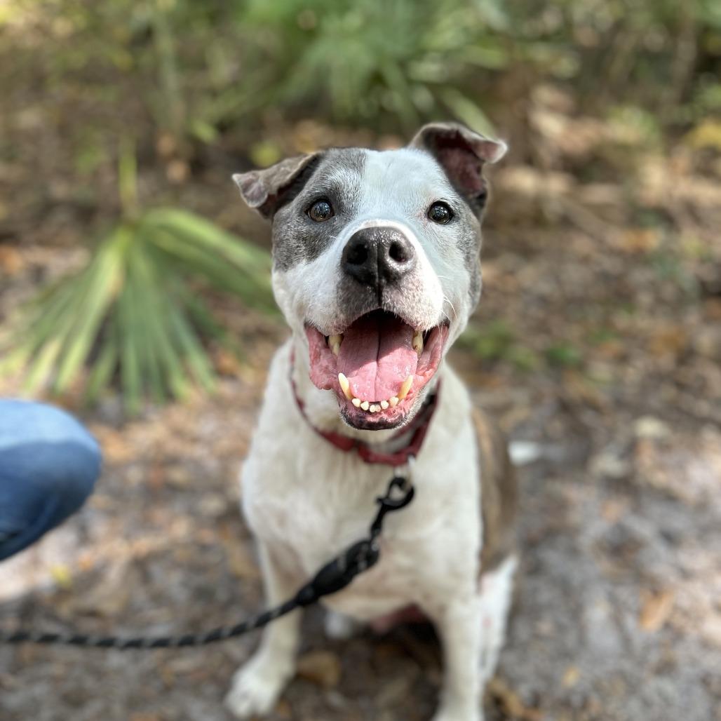 Enlarge Mr. 2, a Adoptable Mixed Breed in Jacksonville, FL image 1/6