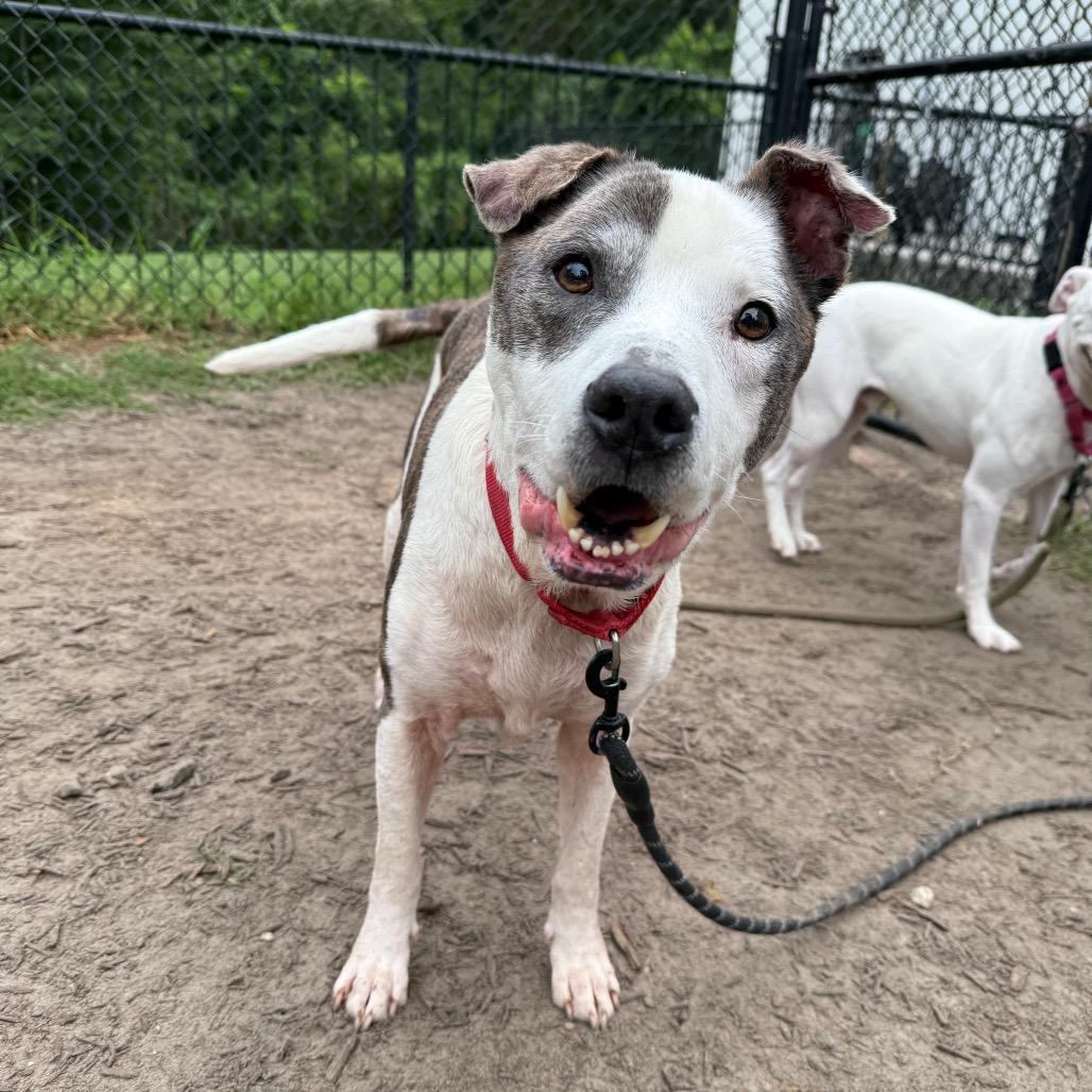 Mr. 2, Adoptable, Senior Male Mixed Breed.