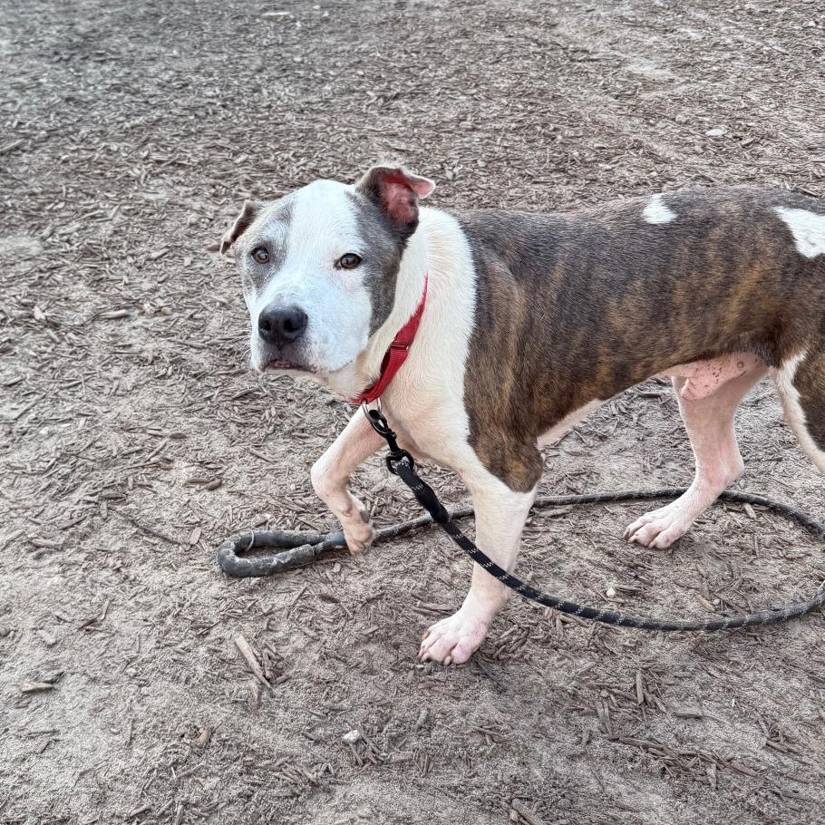 Enlarge Mr. 2, a Adoptable Mixed Breed in Jacksonville, FL image 2/6