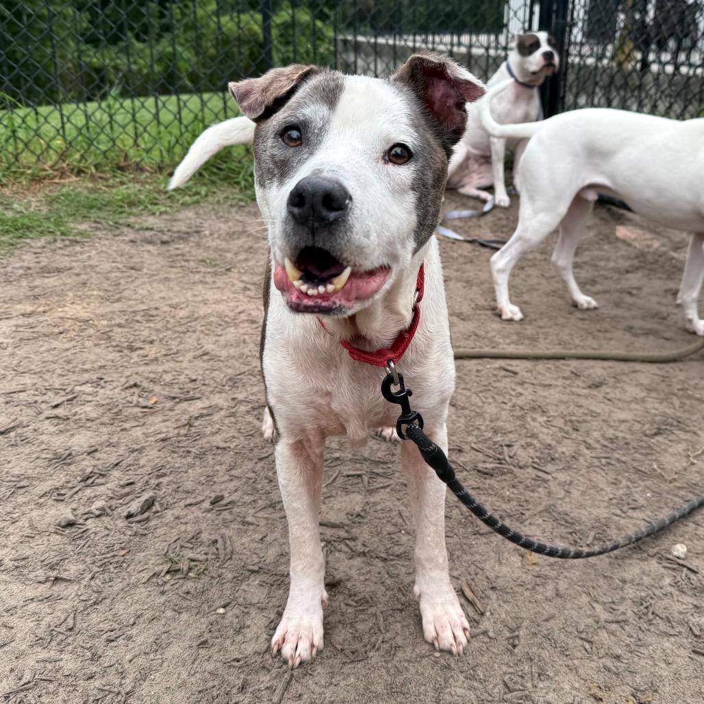 Enlarge Mr. 2, a Adoptable Mixed Breed in Jacksonville, FL image 3/6