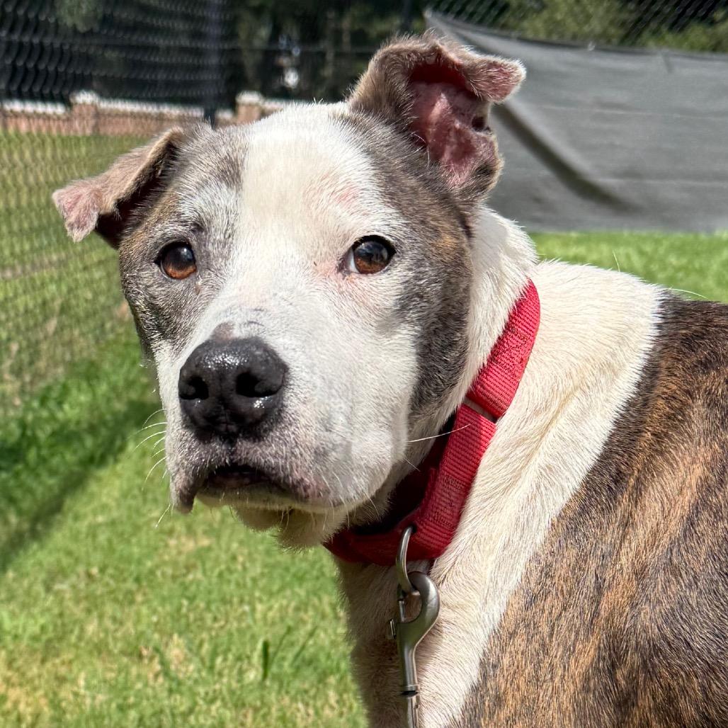 Enlarge Mr. 2, a Adoptable Mixed Breed in Jacksonville, FL image 4/6