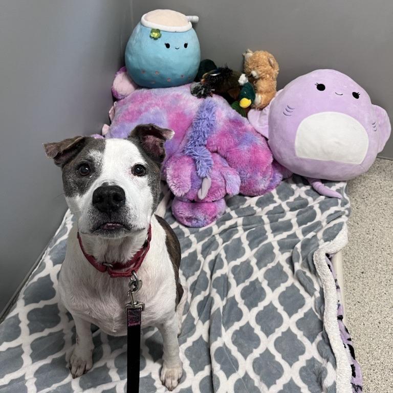 Enlarge Mr. 2, a Adoptable Mixed Breed in Jacksonville, FL image 5/6