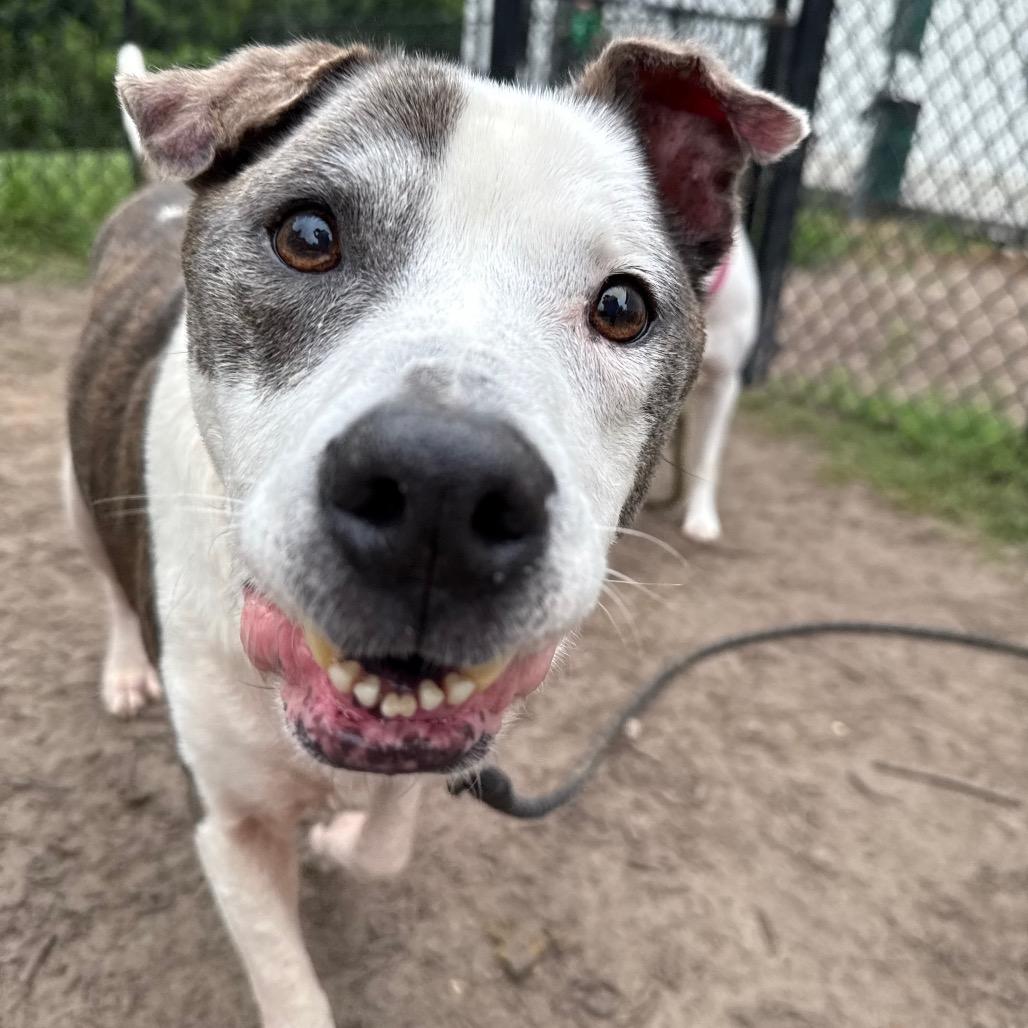 Enlarge Mr. 2, a Adoptable Mixed Breed in Jacksonville, FL image 5/6