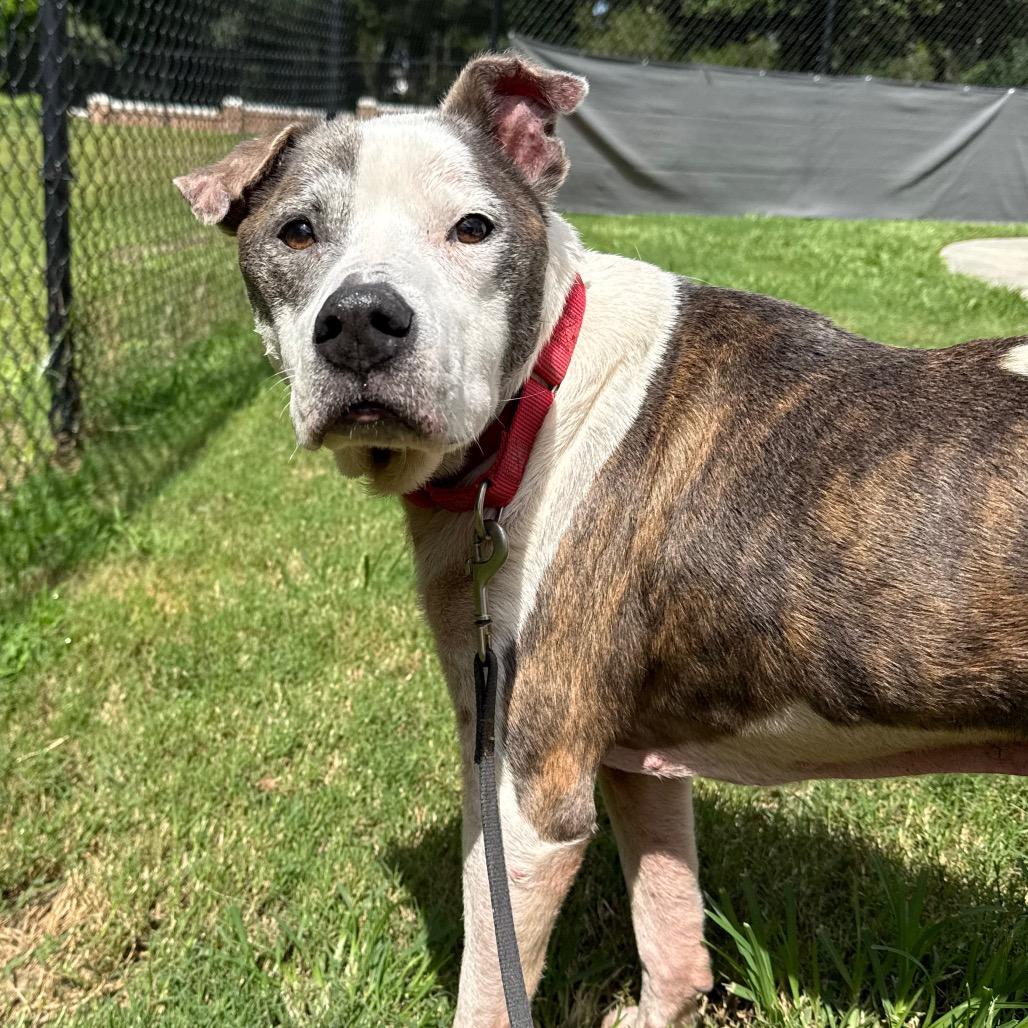 Enlarge Mr. 2, a Adoptable Mixed Breed in Jacksonville, FL image 6/6