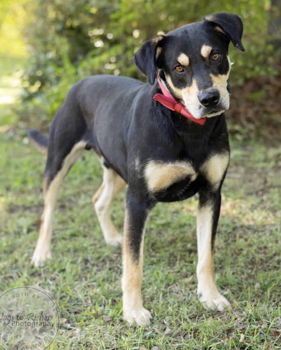 Levi, an adopted mixed breed in Quakertown , PA image 1/6