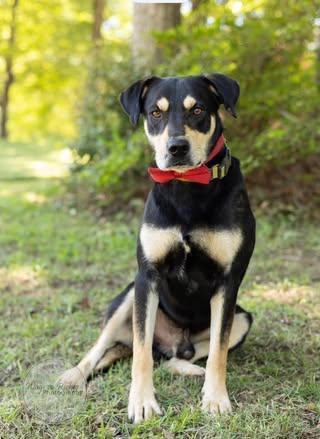 Levi, an adopted mixed breed in Quakertown , PA image 4/6