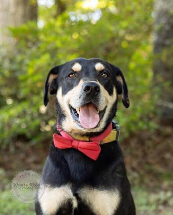Levi, an adopted mixed breed in Quakertown , PA image 6/6