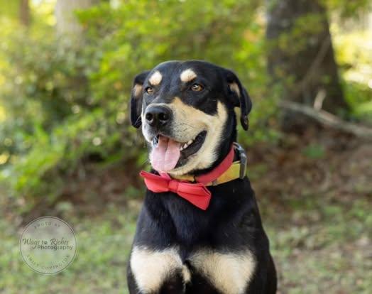 Levi, an adopted mixed breed in Quakertown , PA image 5/6