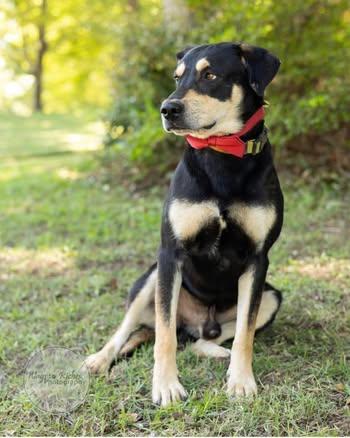 Levi, an adopted mixed breed in Quakertown , PA image 2/6