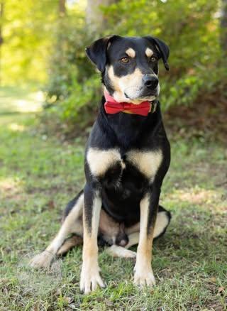 Levi, an adopted mixed breed in Quakertown , PA image 3/6