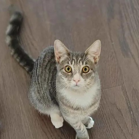 Enlarge Vega, a Adoptable Domestic Short Hair in Florham Park, NJ image 1/1