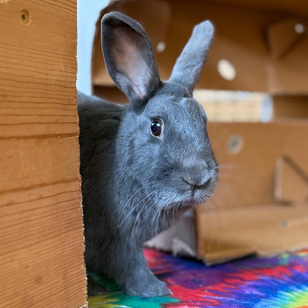 Thumper, Adoptable, Adult Male Lilac.