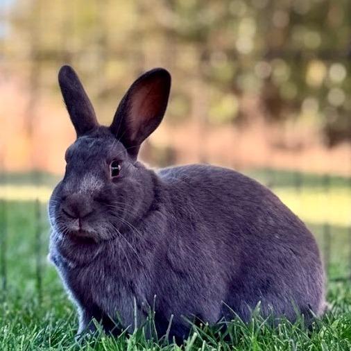 Enlarge Thumper, a Adoptable Lilac in Kanab, UT image 2/4