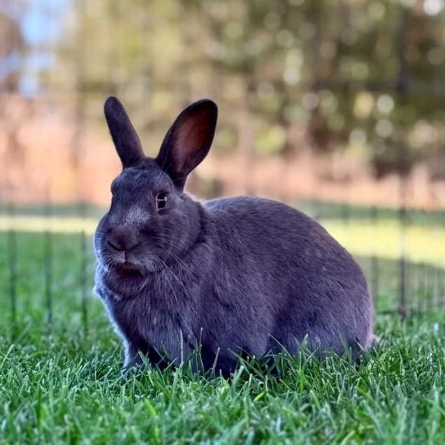 Thumper, a Adoptable Lilac in Kanab, UT image 2/4