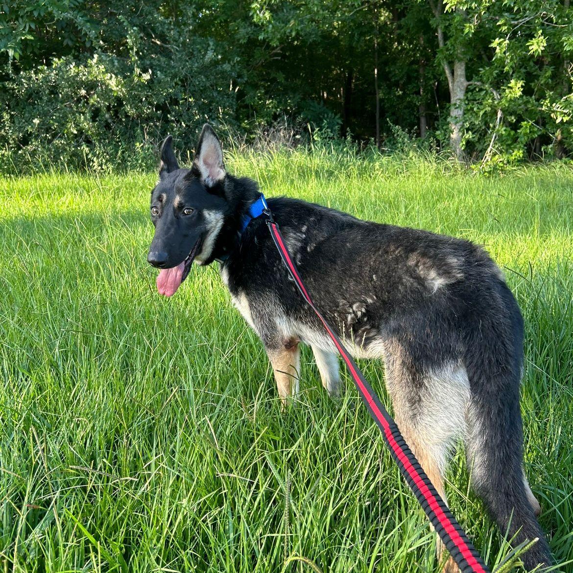 Enlarge Bruno, a Adoptable mixed breed in Missoula, MT image 2/6