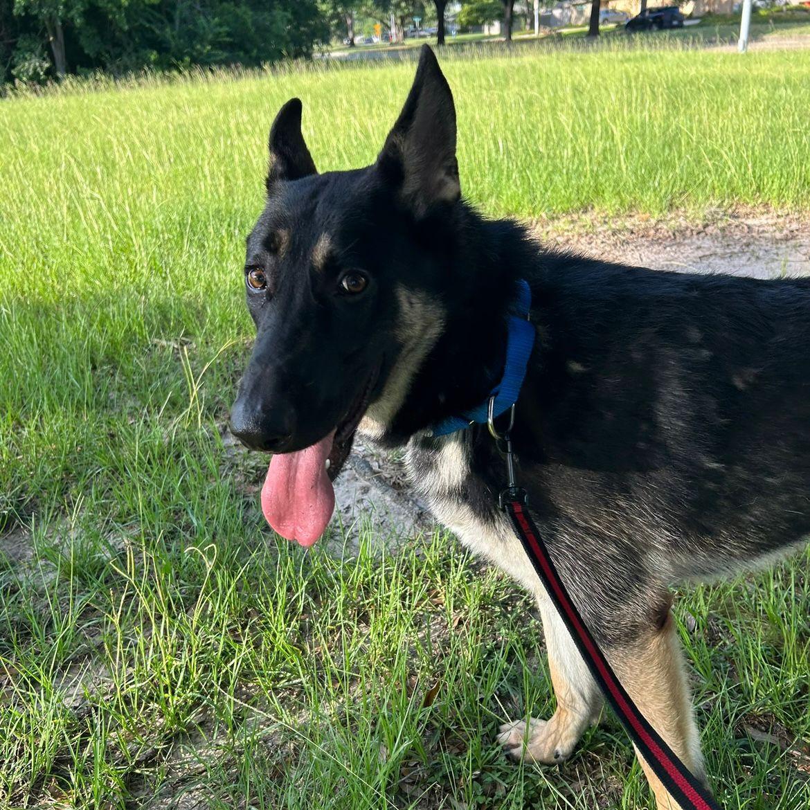 Enlarge Bruno, a Adoptable mixed breed in Missoula, MT image 5/6