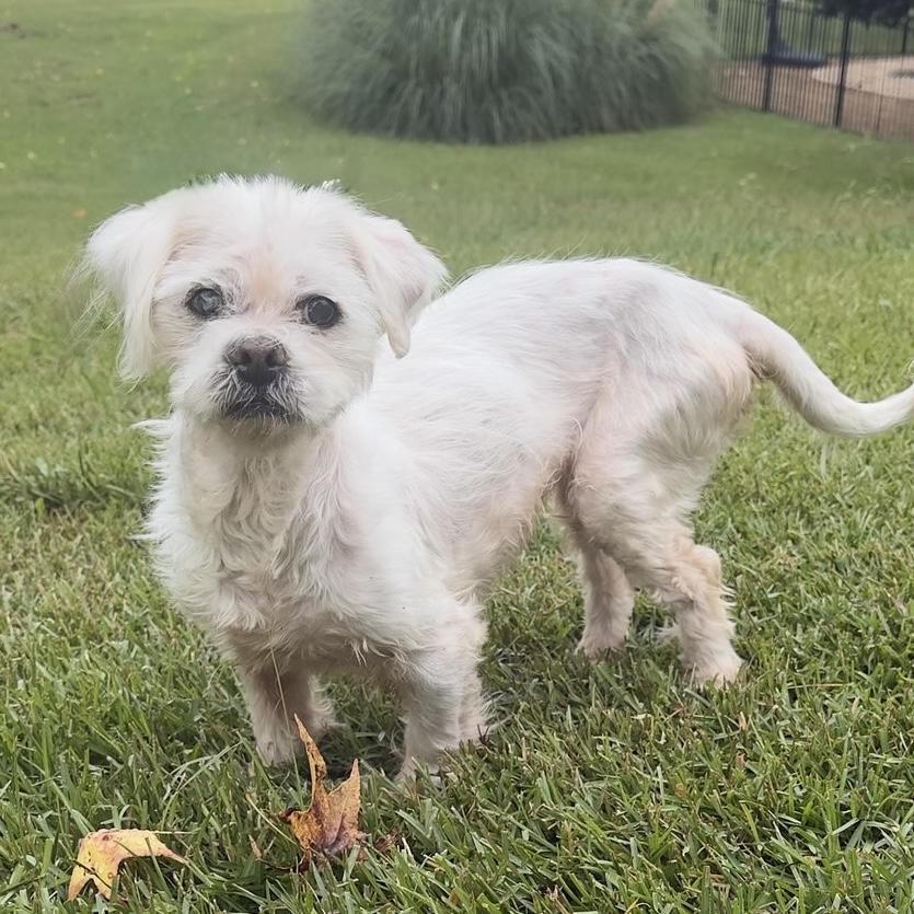 Enlarge Roxanne, a Adopted Shih Tzu in Stowe, VT image 4/5