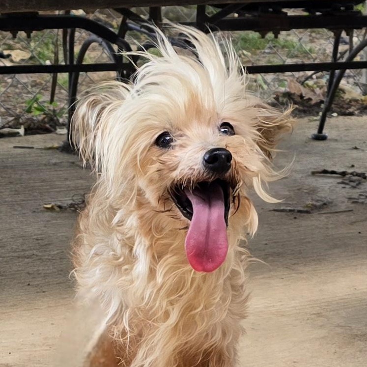 LINNIE, an adopted Chinese Crested Dog in Athens, AL image 2/6