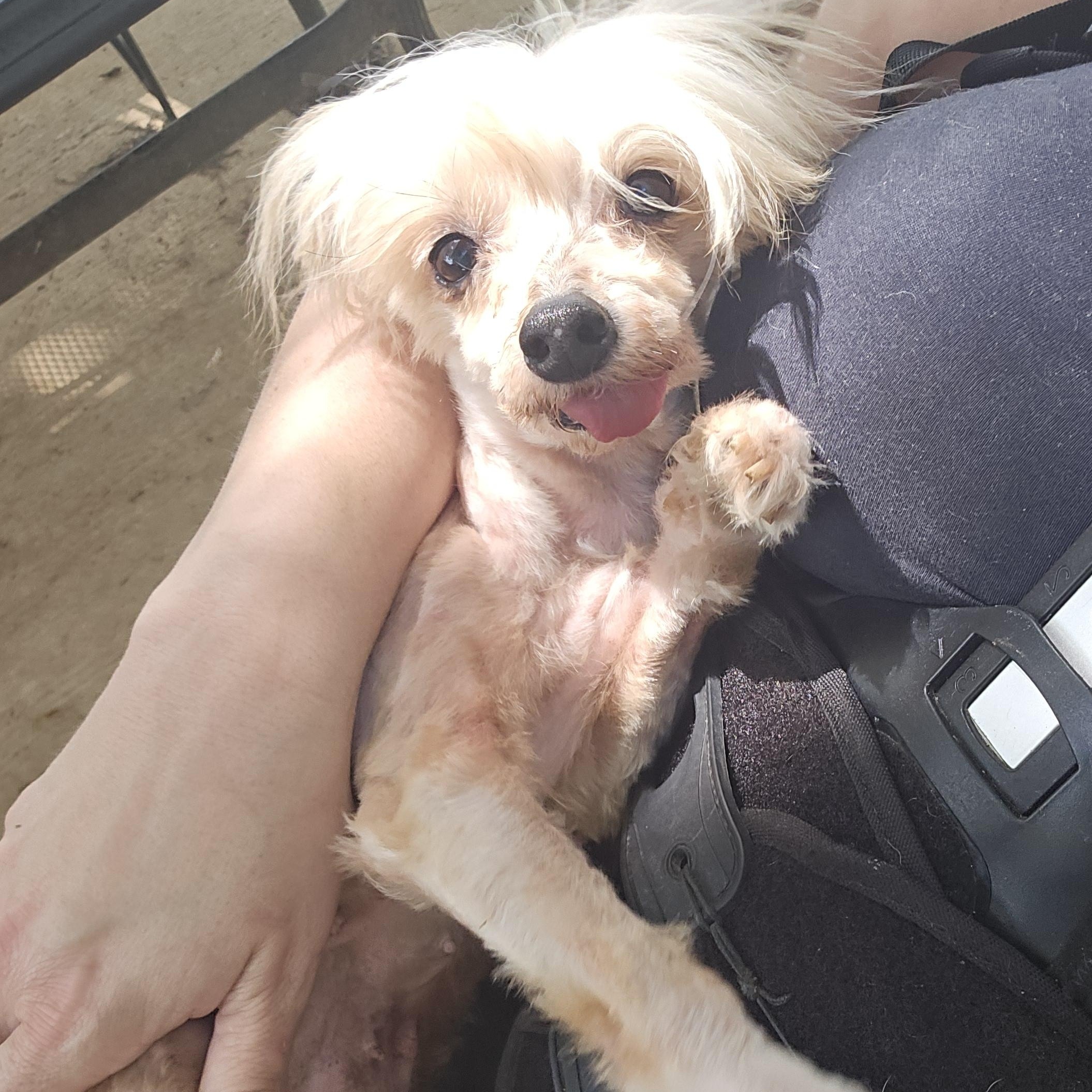 LINNIE, an adopted Chinese Crested Dog in Athens, AL image 6/6