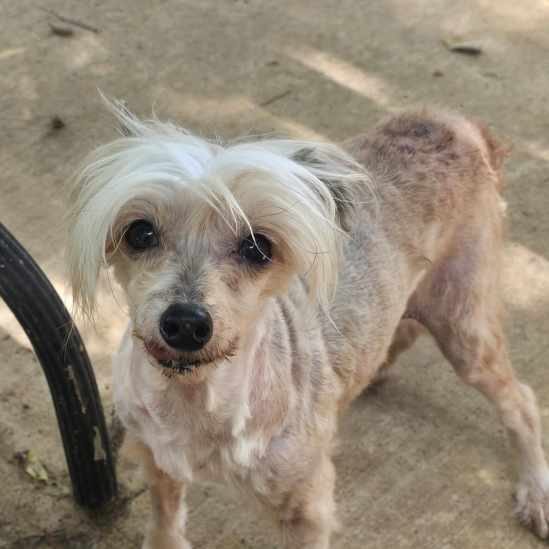 LINNIE, an adopted Chinese Crested Dog in Athens, AL image 4/6