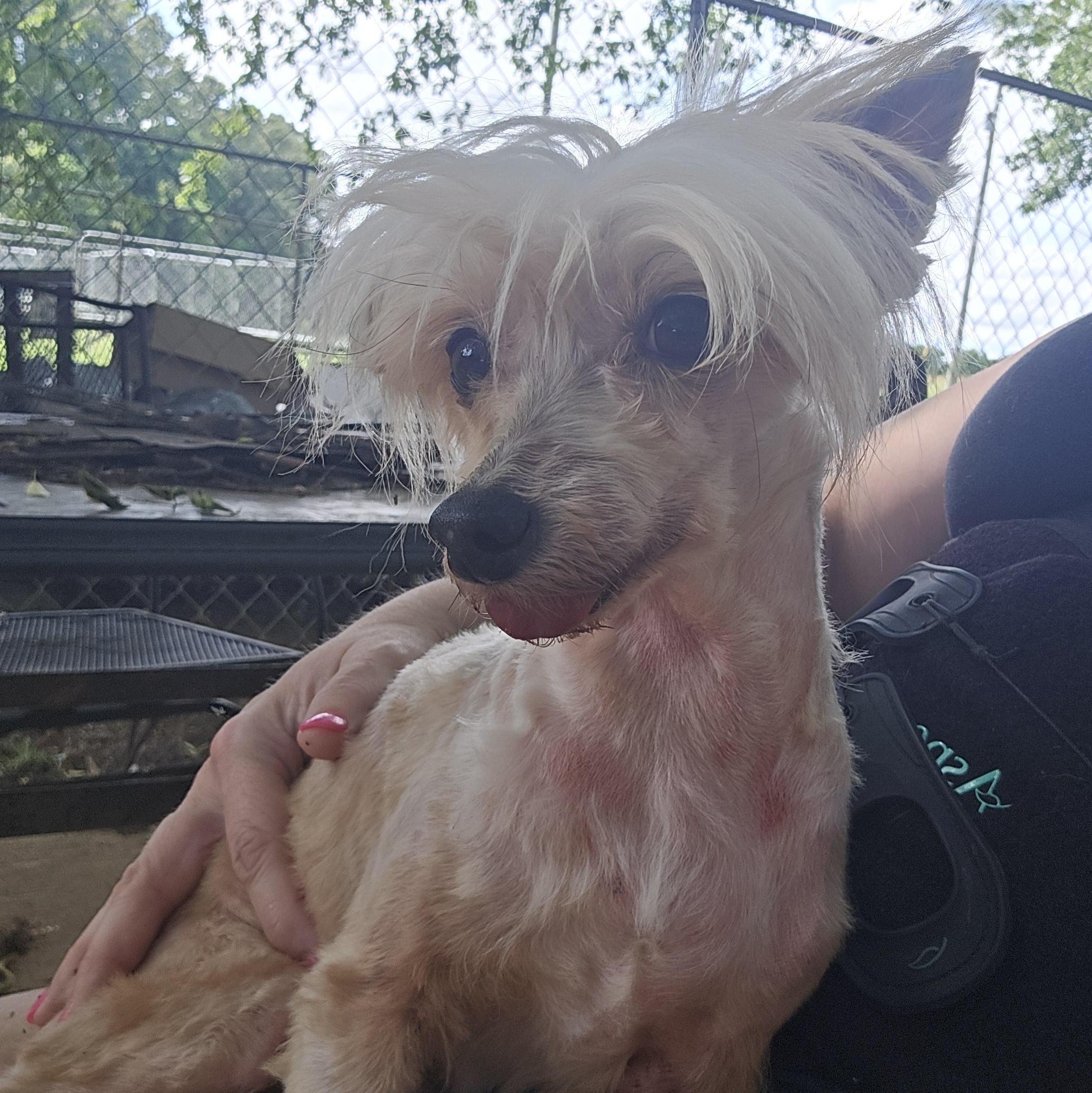 LINNIE, an adopted Chinese Crested Dog in Athens, AL image 5/6