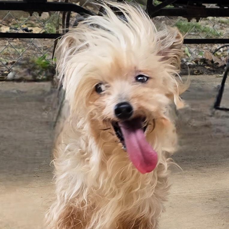 LINNIE, an adopted Chinese Crested Dog in Athens, AL image 3/6