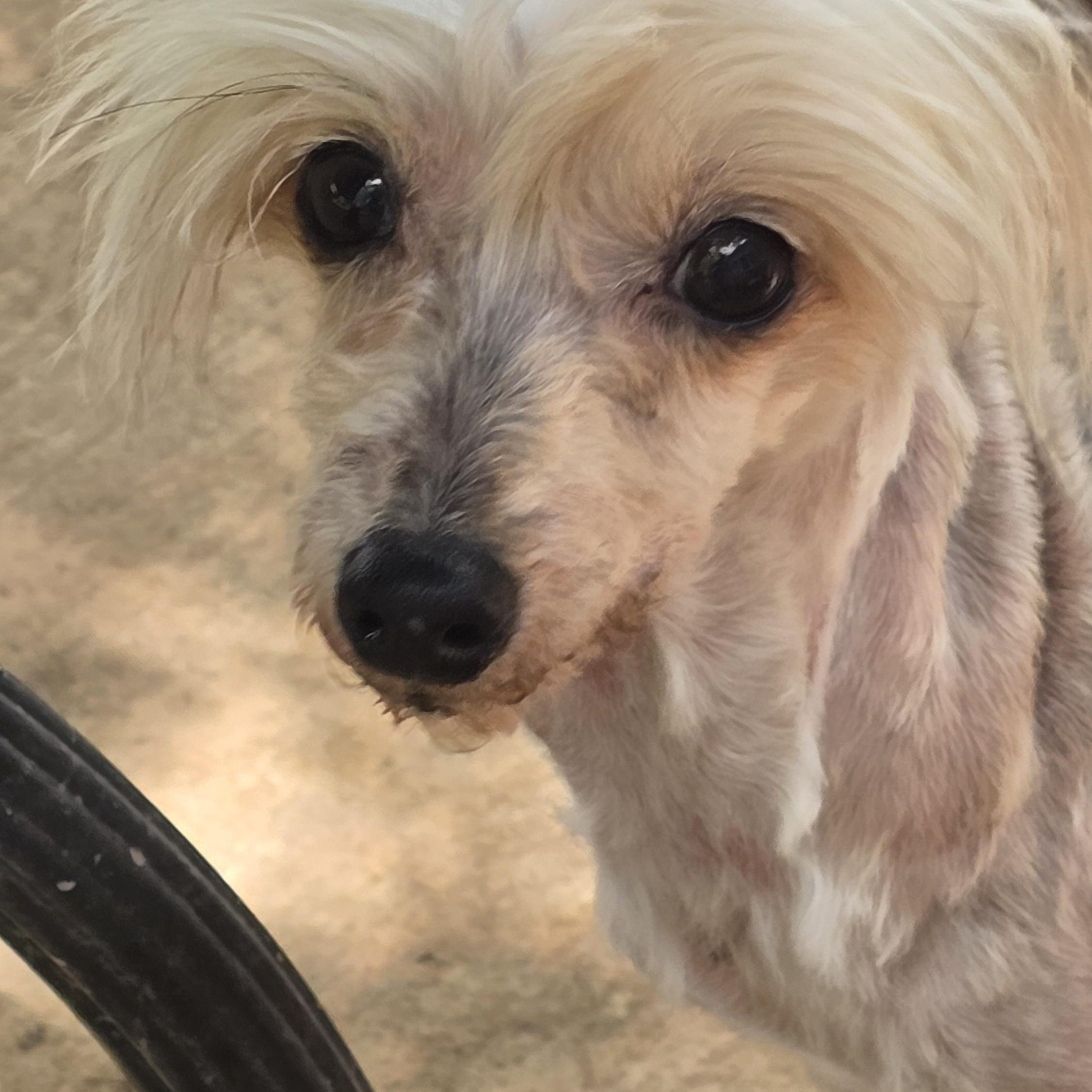 LINNIE, an adopted Chinese Crested Dog in Athens, AL image 1/6