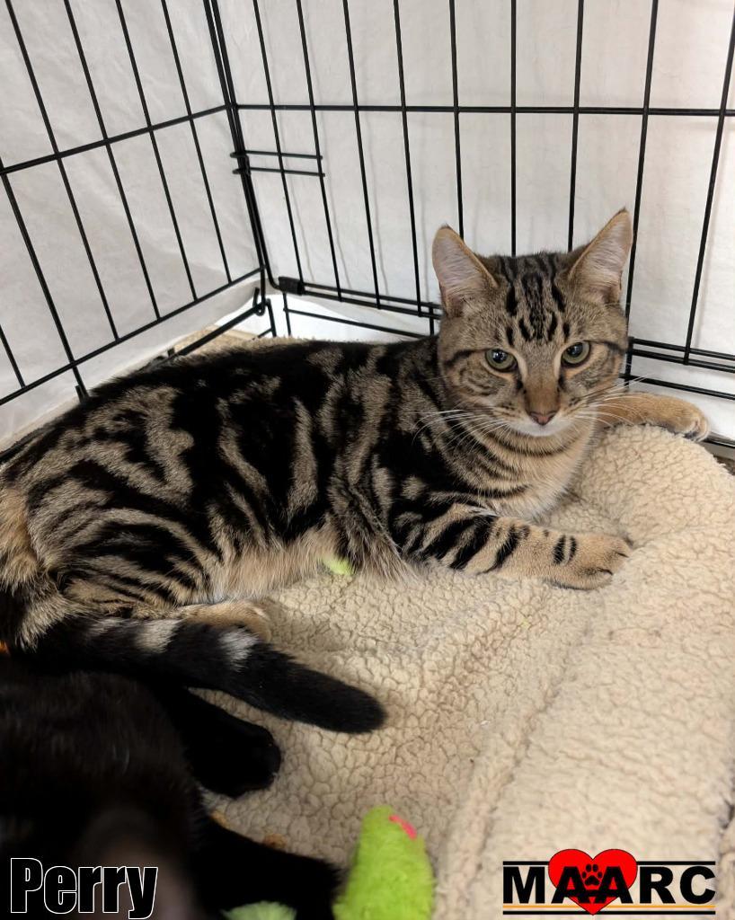 Perry, Adoptable, Kitten Male Domestic Short Hair.