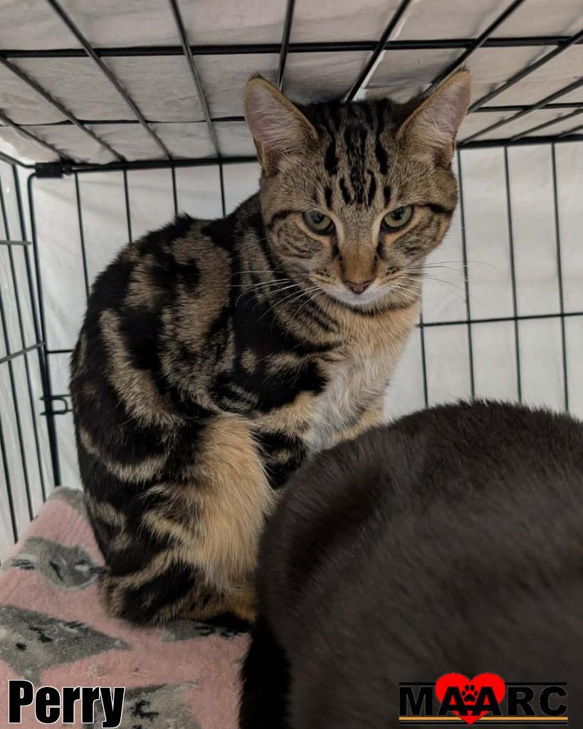 Enlarge Perry, a Adoptable mixed breed in Maryville, TN image 2/2