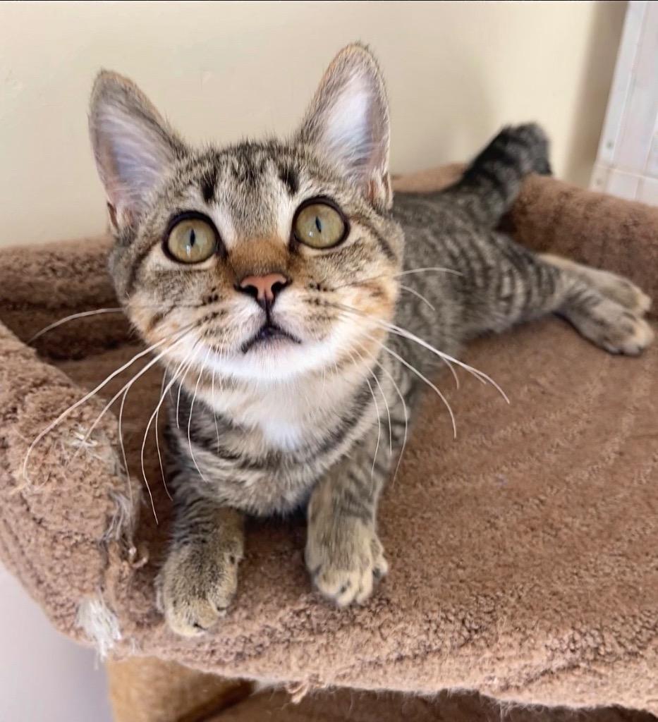 Enlarge Penny, a Adoptable mixed breed in Cambria, CA image 1/6