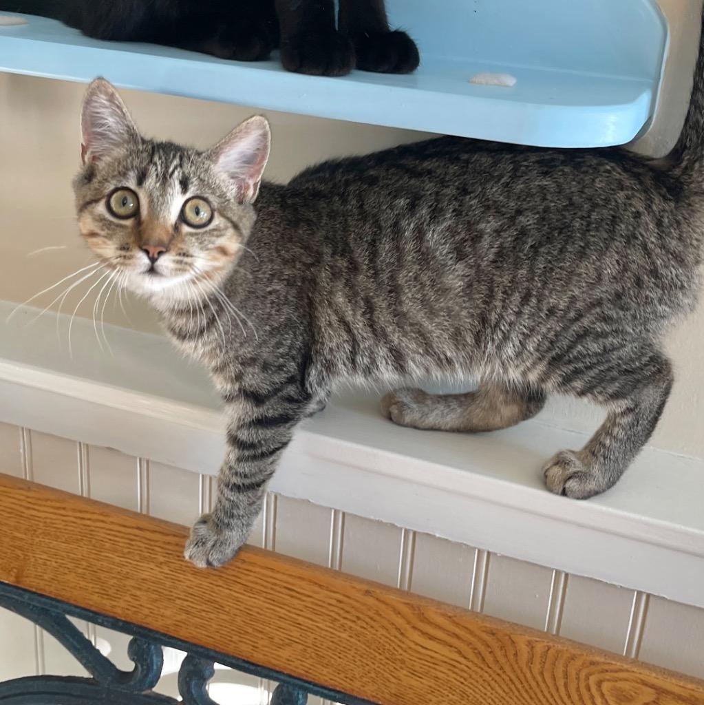 Enlarge Penny, a Adoptable mixed breed in Cambria, CA image 2/6