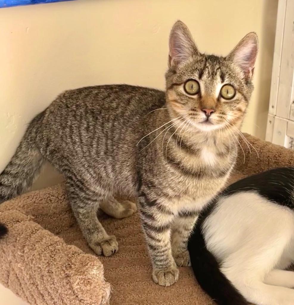 Enlarge Penny, a Adoptable mixed breed in Cambria, CA image 3/6