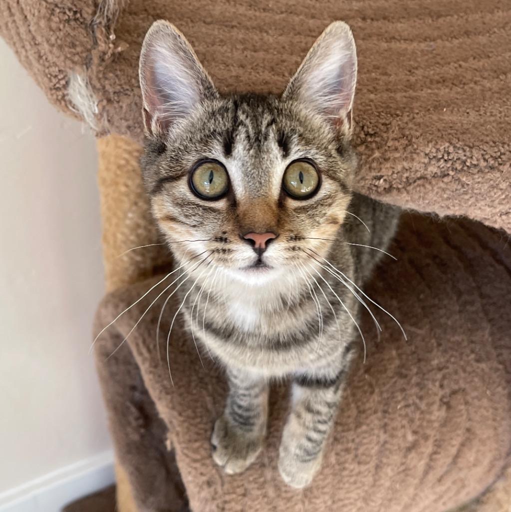 Enlarge Penny, a Adoptable mixed breed in Cambria, CA image 4/6