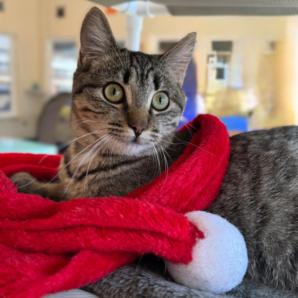 Enlarge Penny, a Adoptable mixed breed in Cambria, CA image 5/6