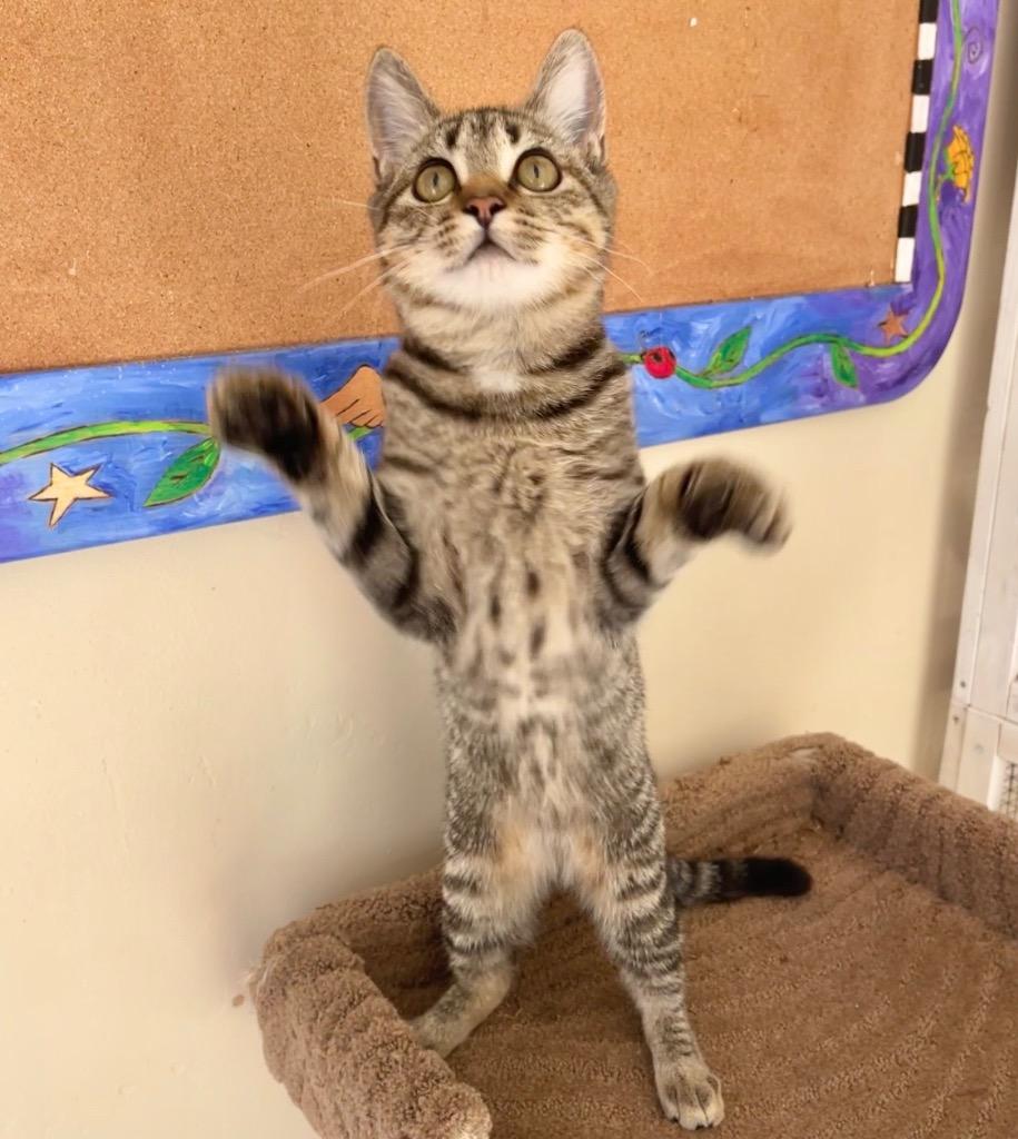 Enlarge Penny, a Adoptable mixed breed in Cambria, CA image 6/6