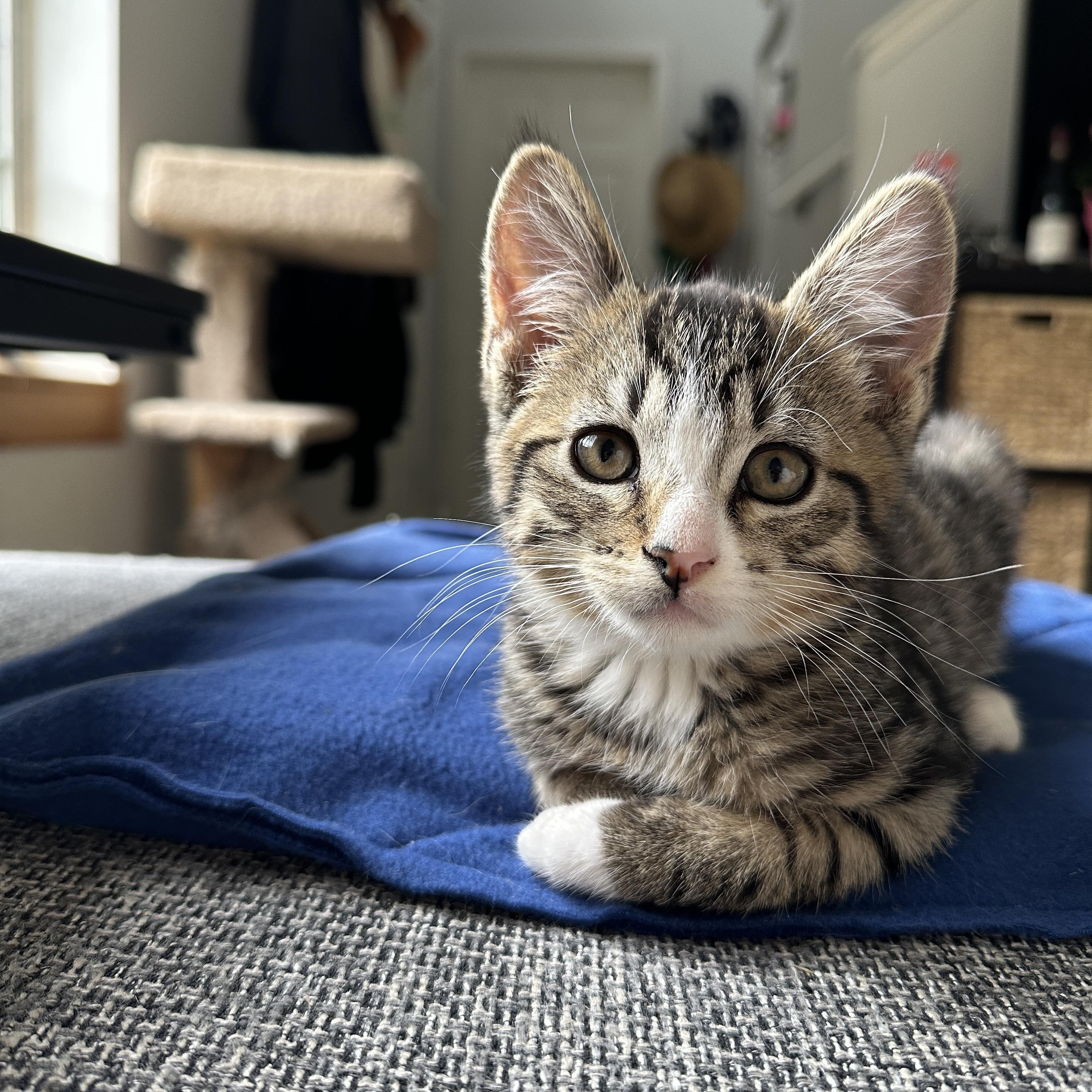 Ryker, an adoptable Domestic Short Hair in Courtenay, BC, V9N 7T4 | Photo Image 3