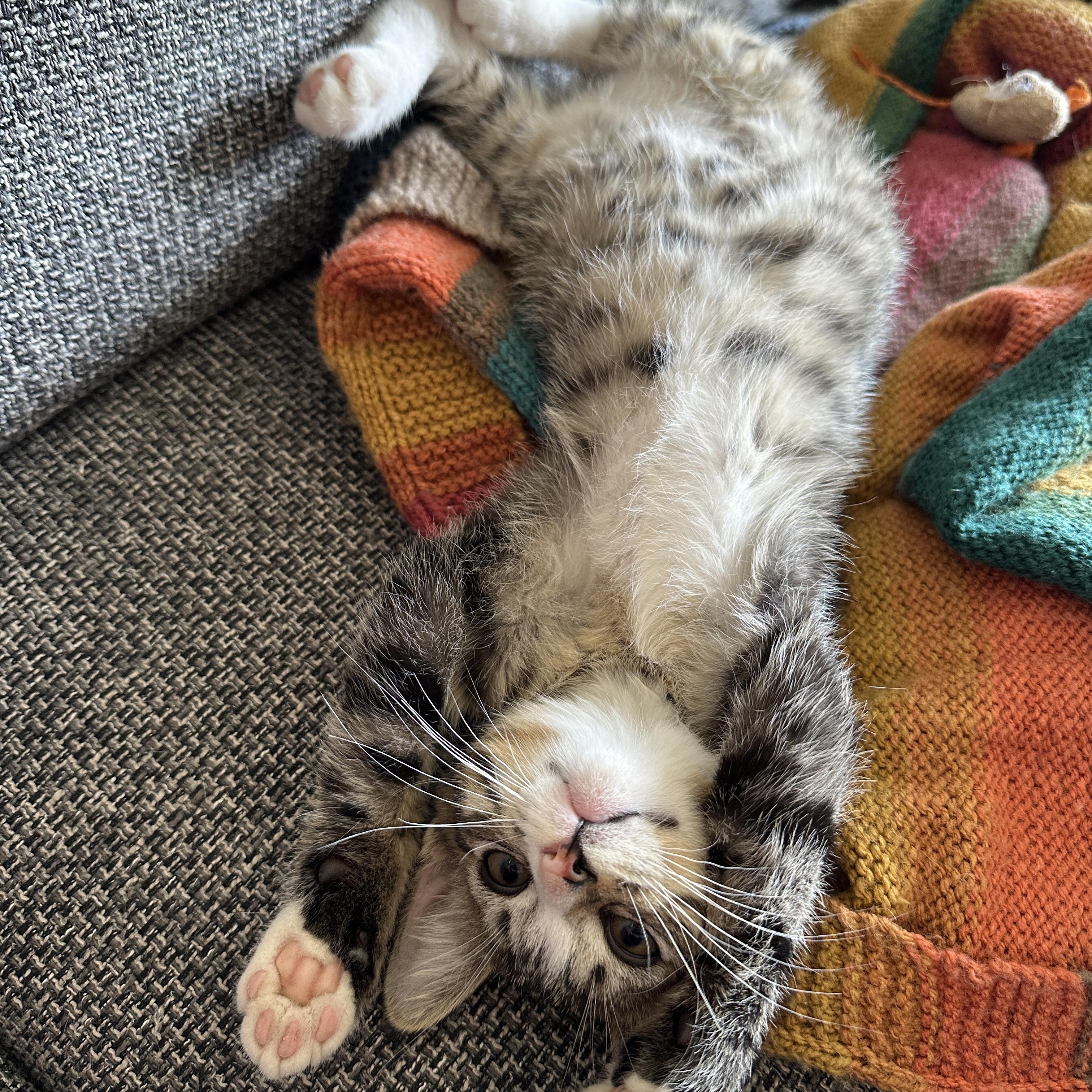 Ryker, an adoptable Domestic Short Hair in Courtenay, BC, V9N 7T4 | Photo Image 1