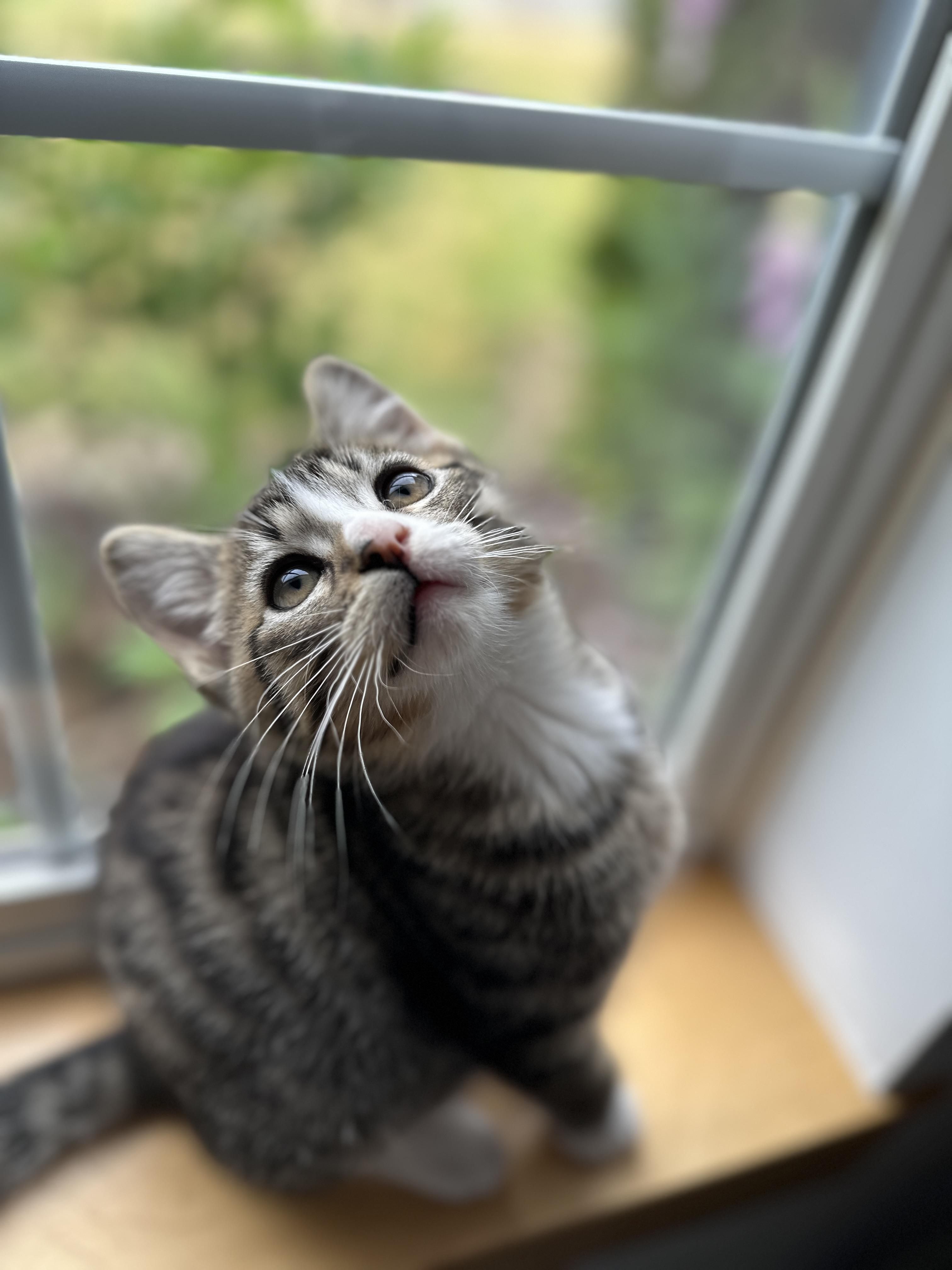 Ryker, an adoptable Domestic Short Hair in Courtenay, BC, V9N 7T4 | Photo Image 5